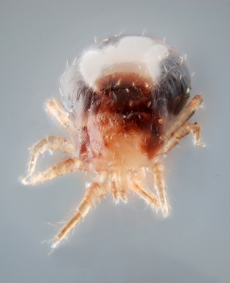 A parasitic mite of the genus Dermanyssus (probably Dermanyssus gallinae living on poultry (sucking blood). Scale : Technical settings : - focus stack of 27 images - microscope objective (Nikon achromatic 10x 160/0.25) on bellow This stack was unsuccessful because the focus steps where not short enough (cfr resulting succession of sharp and unsharp bands). The mite was moving regularly its legs, so it was necessary to do the stack quickly (but too quickly here...).